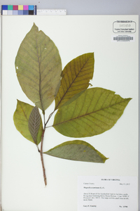 Magnolia acuminata image