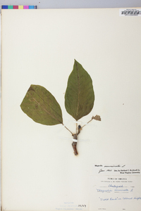 Magnolia acuminata image