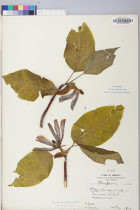 Magnolia acuminata image