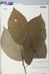 Magnolia acuminata image