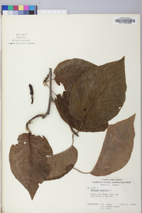 Magnolia acuminata image