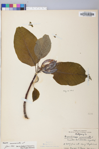 Magnolia acuminata image