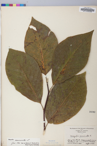 Magnolia acuminata image