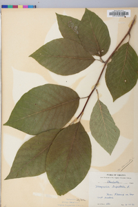 Magnolia tripetala image