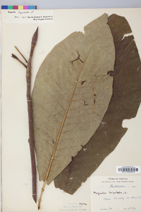 Magnolia tripetala image