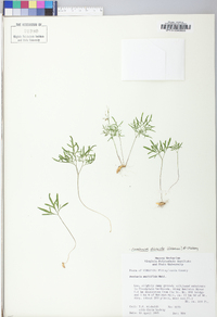 Cardamine dissecta image