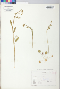 Cardamine bulbosa image