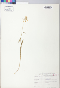 Cardamine bulbosa image