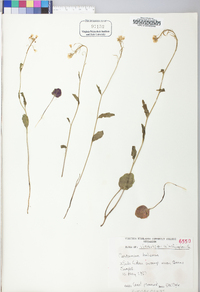 Cardamine bulbosa image