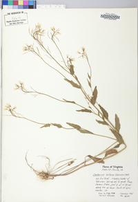 Cardamine bulbosa image