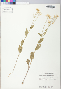 Cardamine bulbosa image