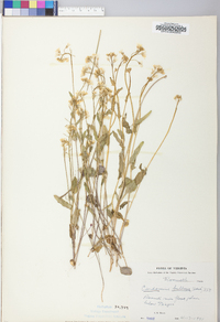 Cardamine bulbosa image