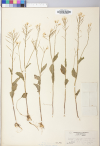 Cardamine bulbosa image