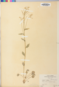 Cardamine bulbosa image