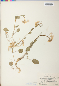 Cardamine bulbosa image