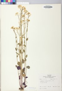 Cardamine bulbosa image