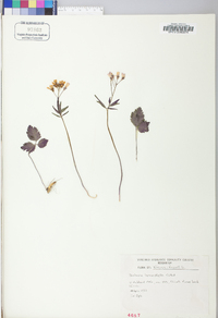 Cardamine angustata image