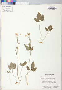 Cardamine angustata image