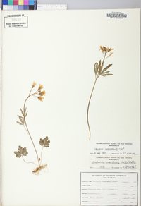 Cardamine angustata image