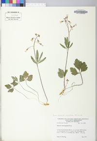 Cardamine angustata image