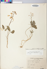 Cardamine angustata image