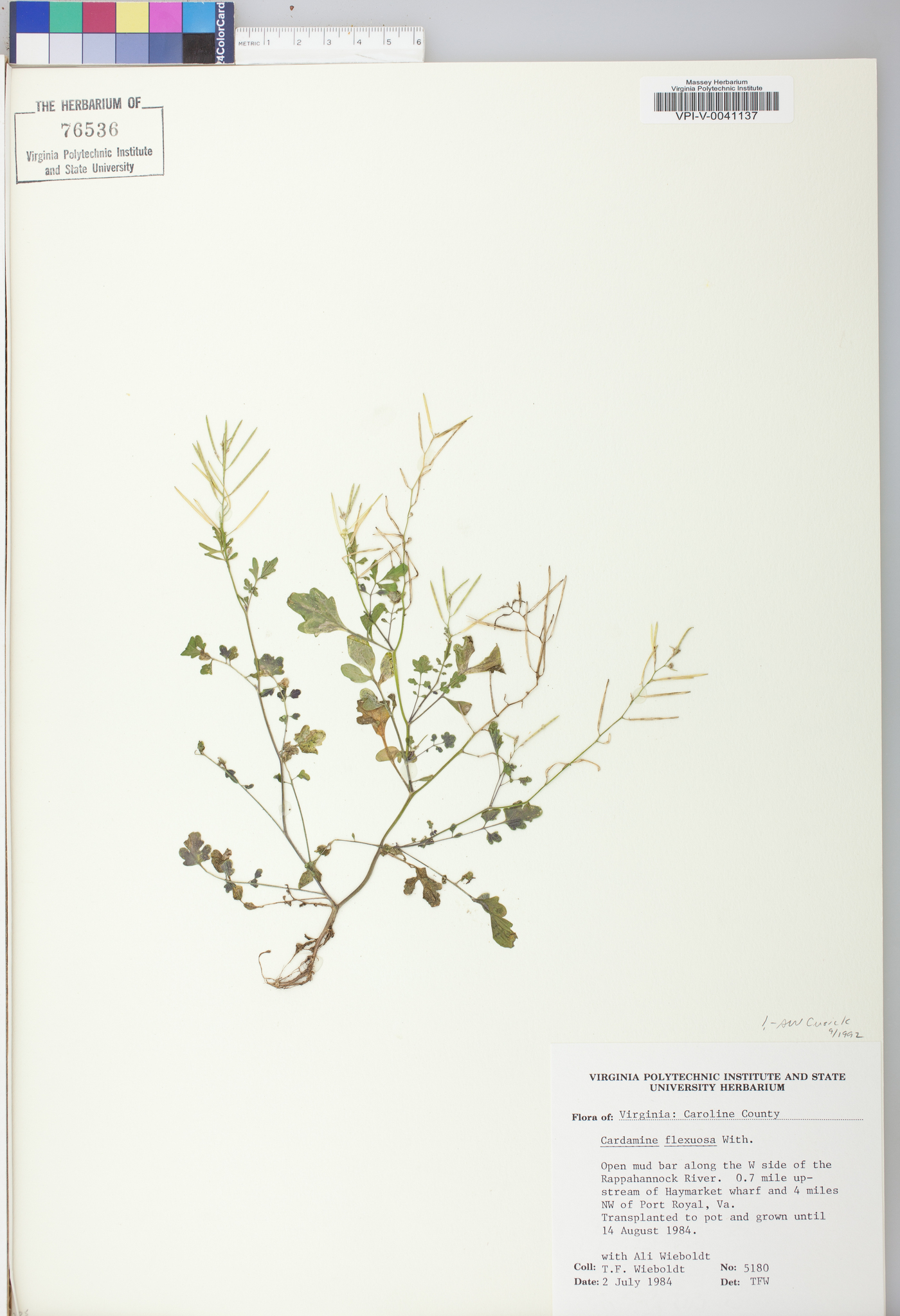 Cardamine flexuosa image