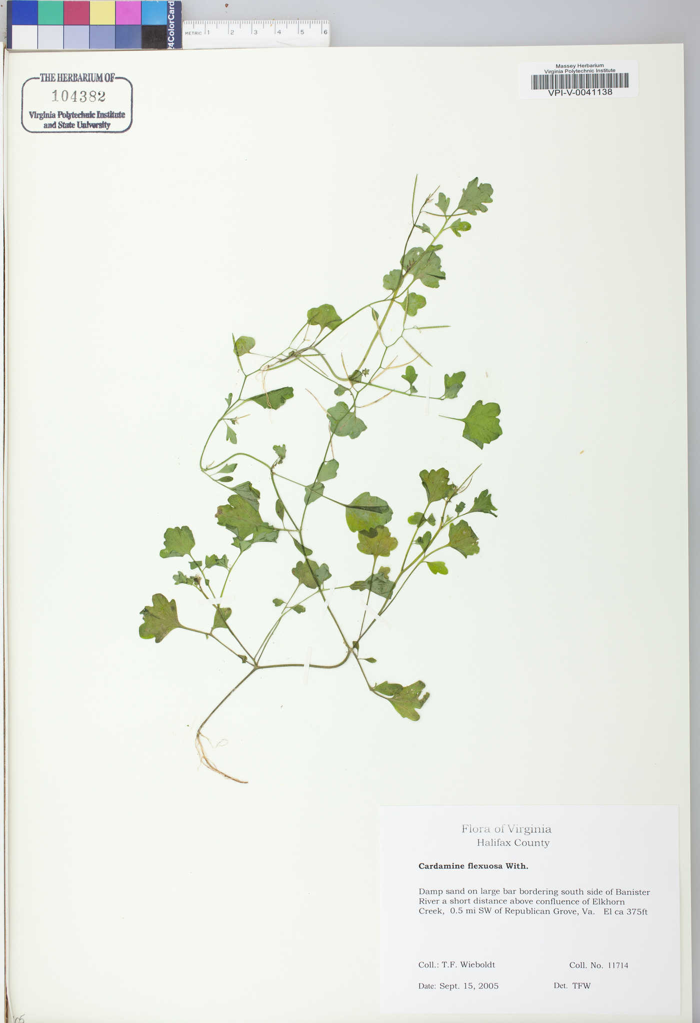 Cardamine flexuosa image