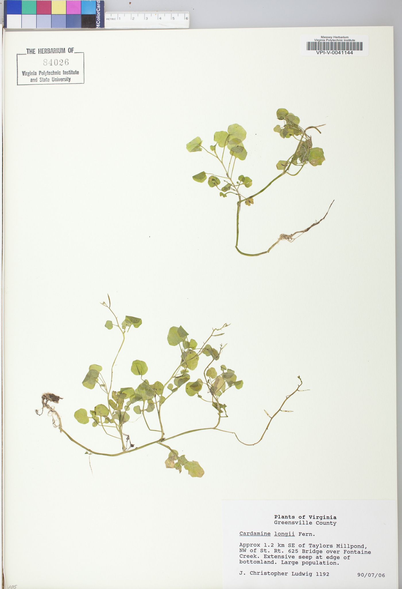 Cardamine longii image