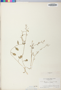 Cardamine longii image