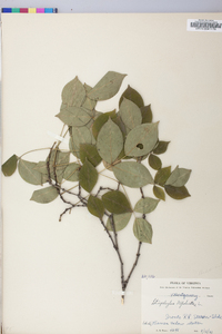 Staphylea trifolia image