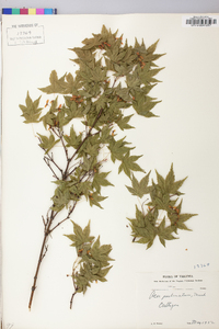 Acer palmatum image