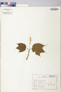 Acer pensylvanicum image