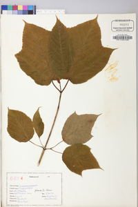 Acer pensylvanicum image