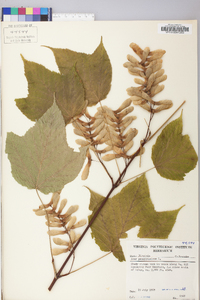 Acer pensylvanicum image