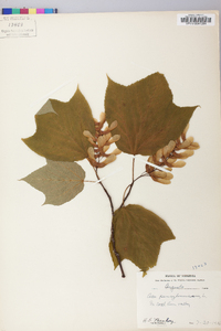 Acer pensylvanicum image