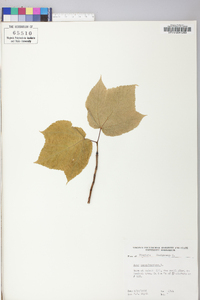 Acer pensylvanicum image