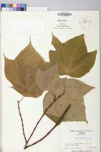 Acer pensylvanicum image
