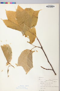 Acer pensylvanicum image