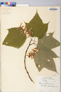 Acer pensylvanicum image