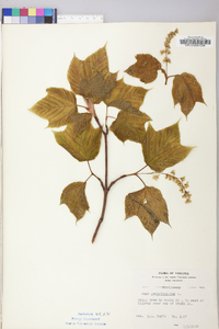 Acer pensylvanicum image