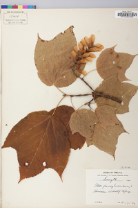 Acer pensylvanicum image