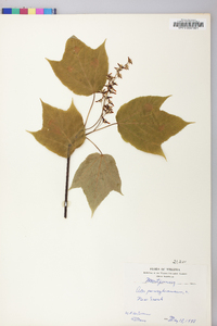 Acer pensylvanicum image