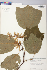 Acer pensylvanicum image