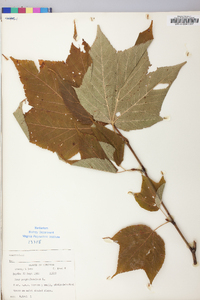 Acer pensylvanicum image