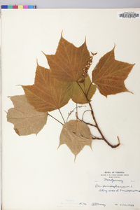 Acer pensylvanicum image