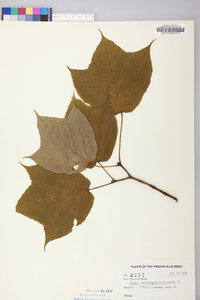 Acer pensylvanicum image