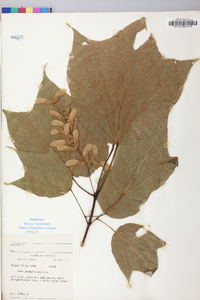 Acer pensylvanicum image