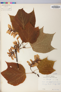 Acer pensylvanicum image