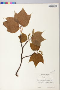 Acer pensylvanicum image