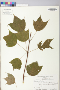 Acer pensylvanicum image